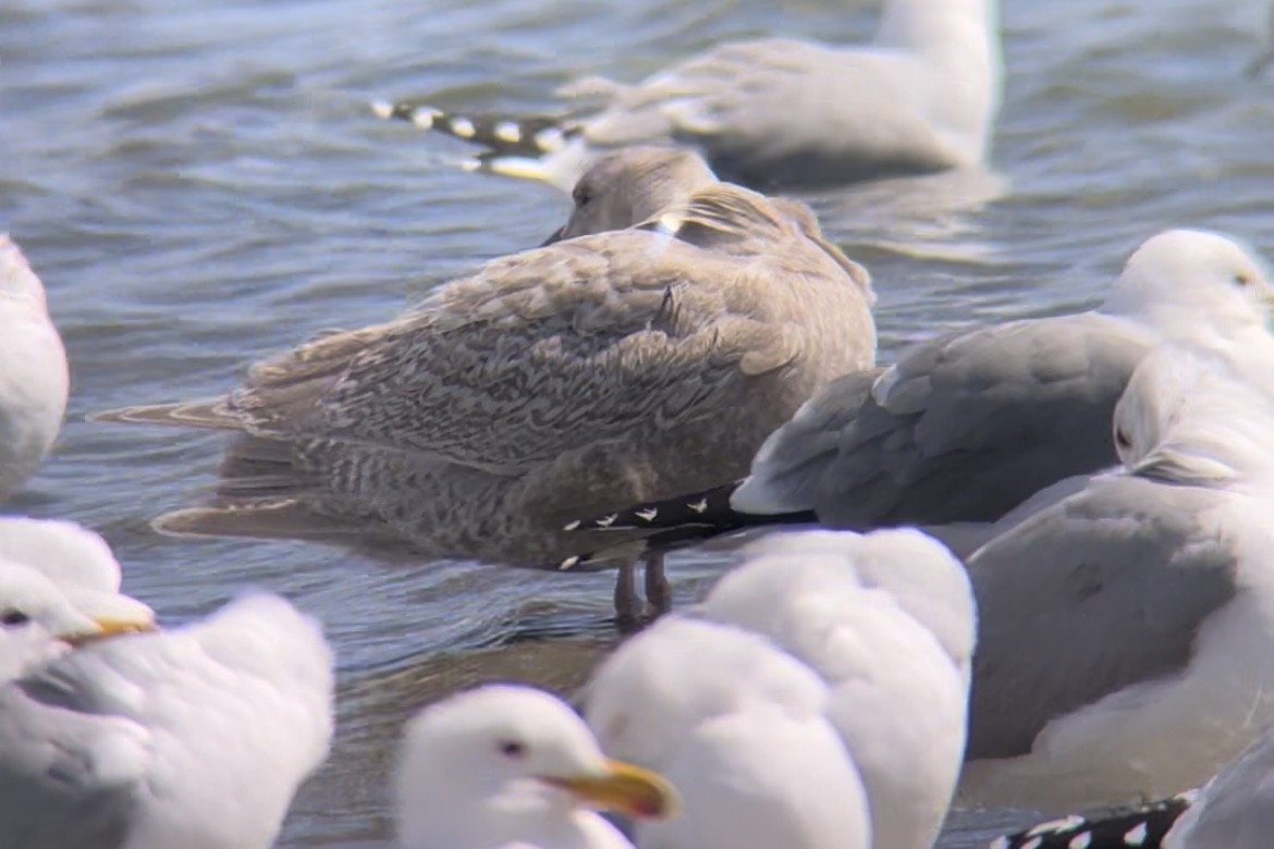 Glaucous-winged Gull - ML424887621