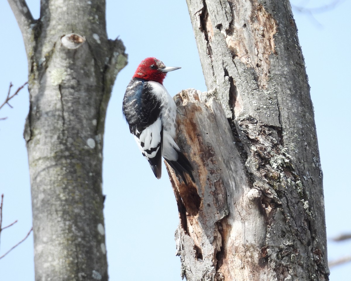 Red-headed Woodpecker - ML424887641