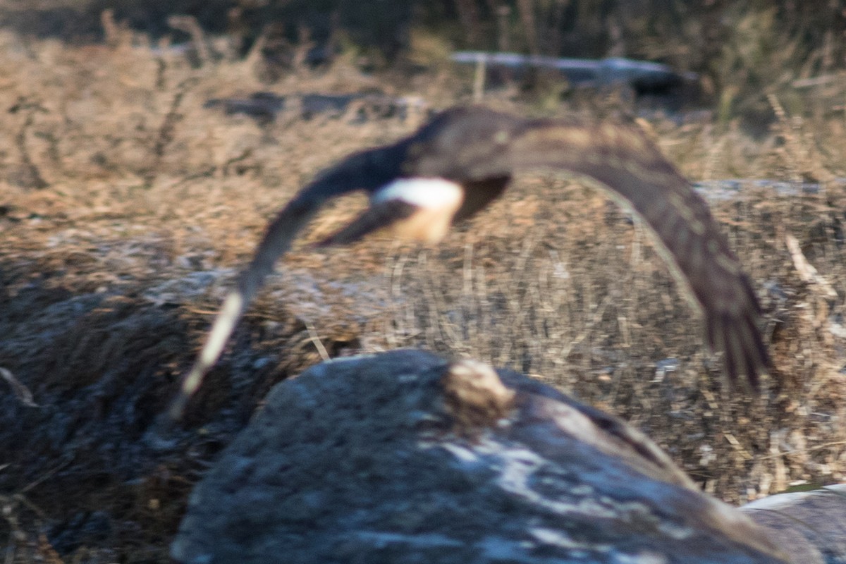 Aguilucho de Hudson - ML42488771