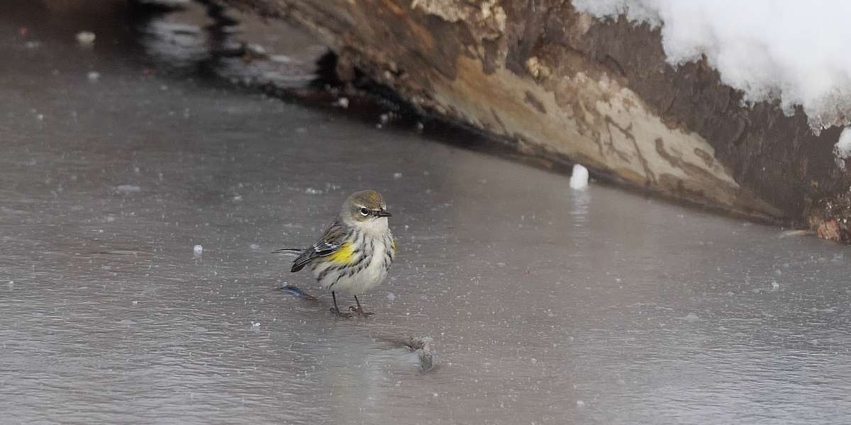 Yellow-rumped Warbler (Myrtle) - Chris Chappell