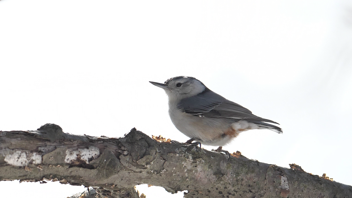 White-breasted Nuthatch (Eastern) - Chris Chappell