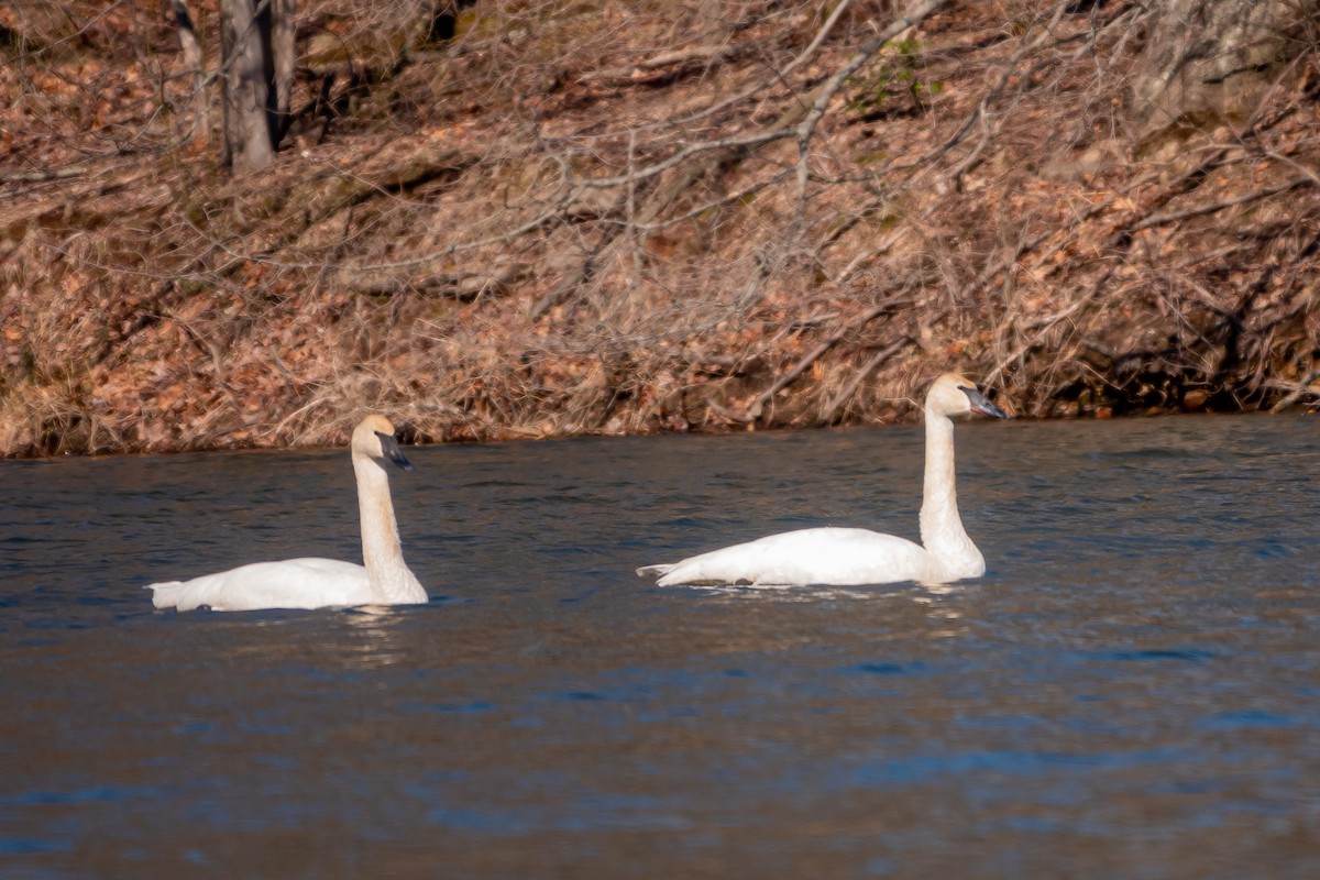 Trumpeter Swan - ML424891961