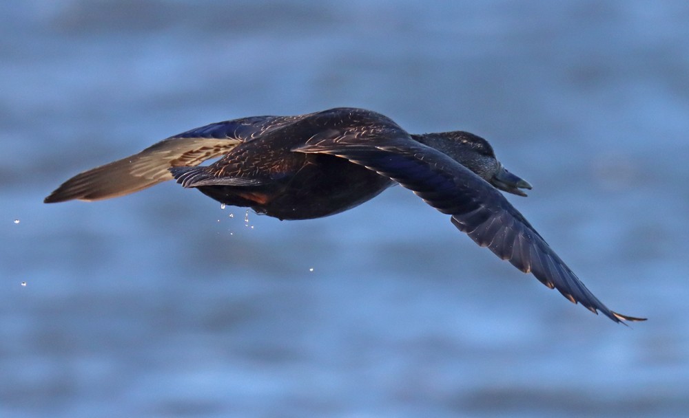 American Black Duck - ML424894181