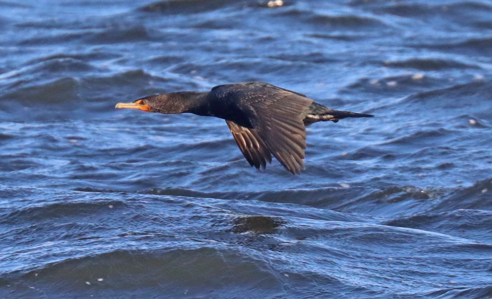 Double-crested Cormorant - ML424894251