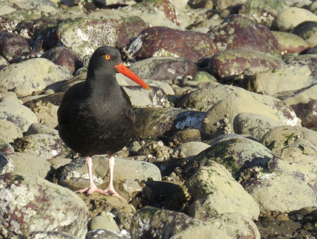 Black Oystercatcher - ML424895301