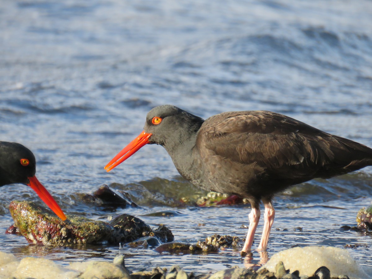 Black Oystercatcher - ML424895371