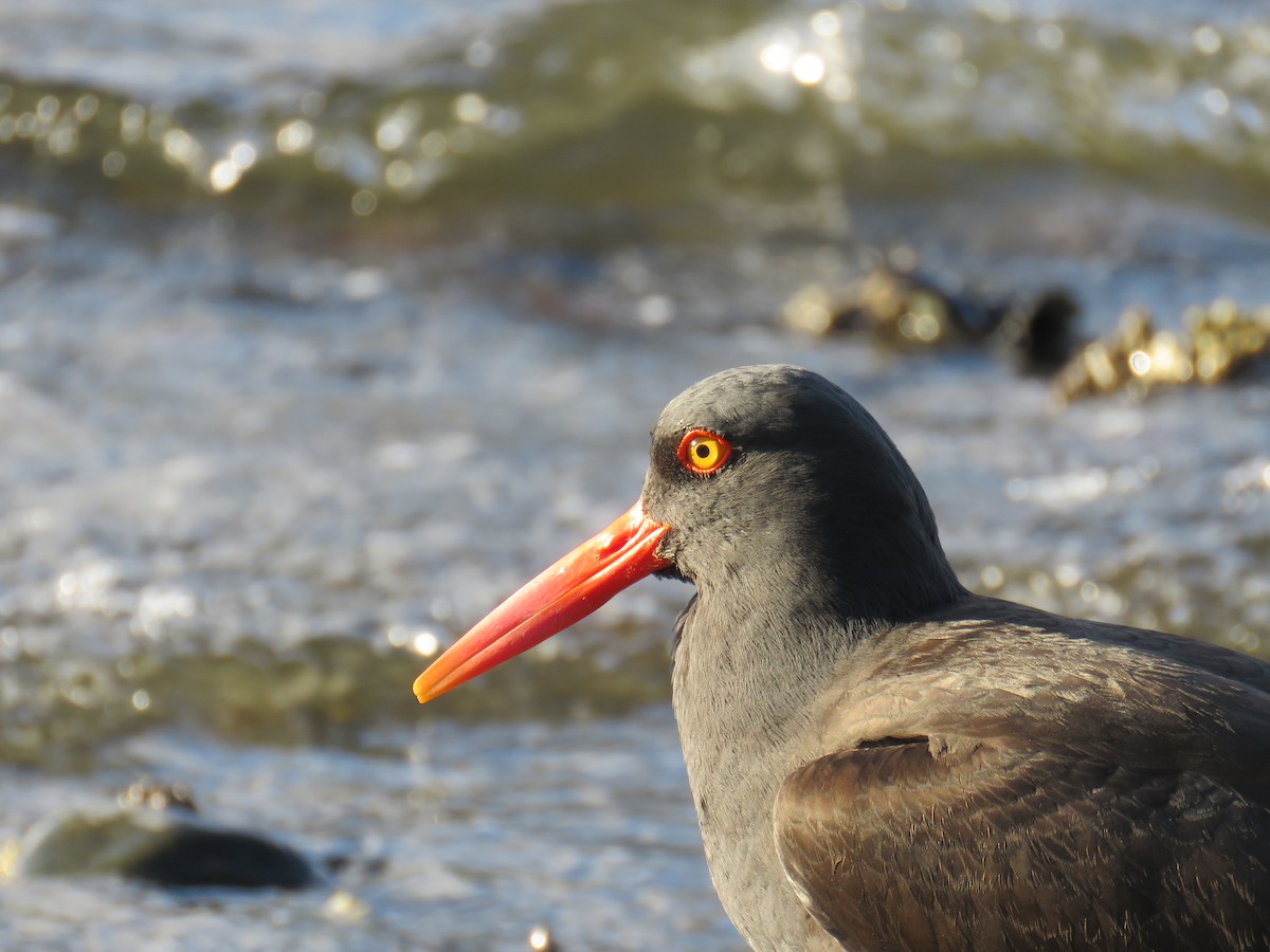 Black Oystercatcher - ML424895391