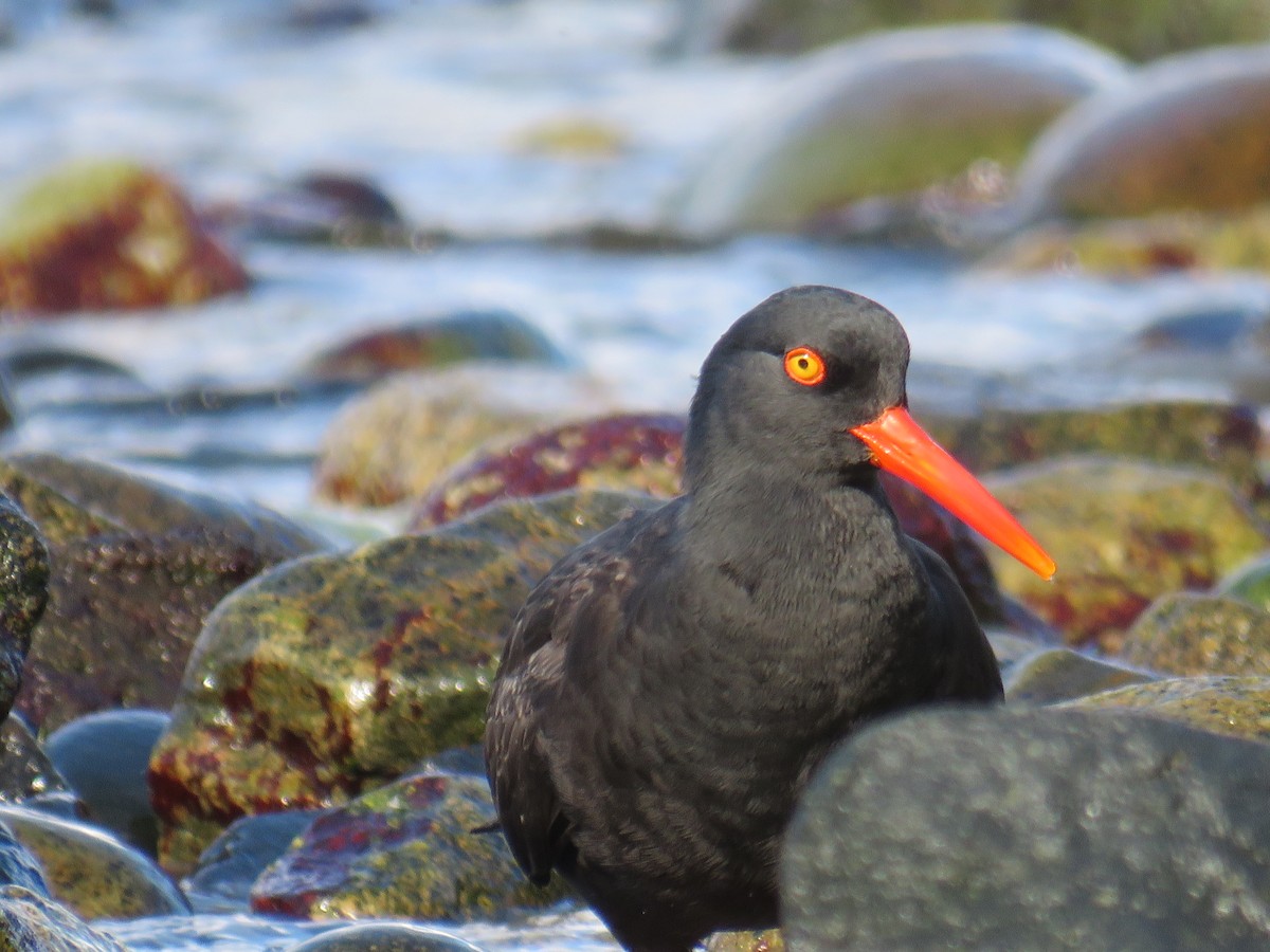 Black Oystercatcher - ML424895411