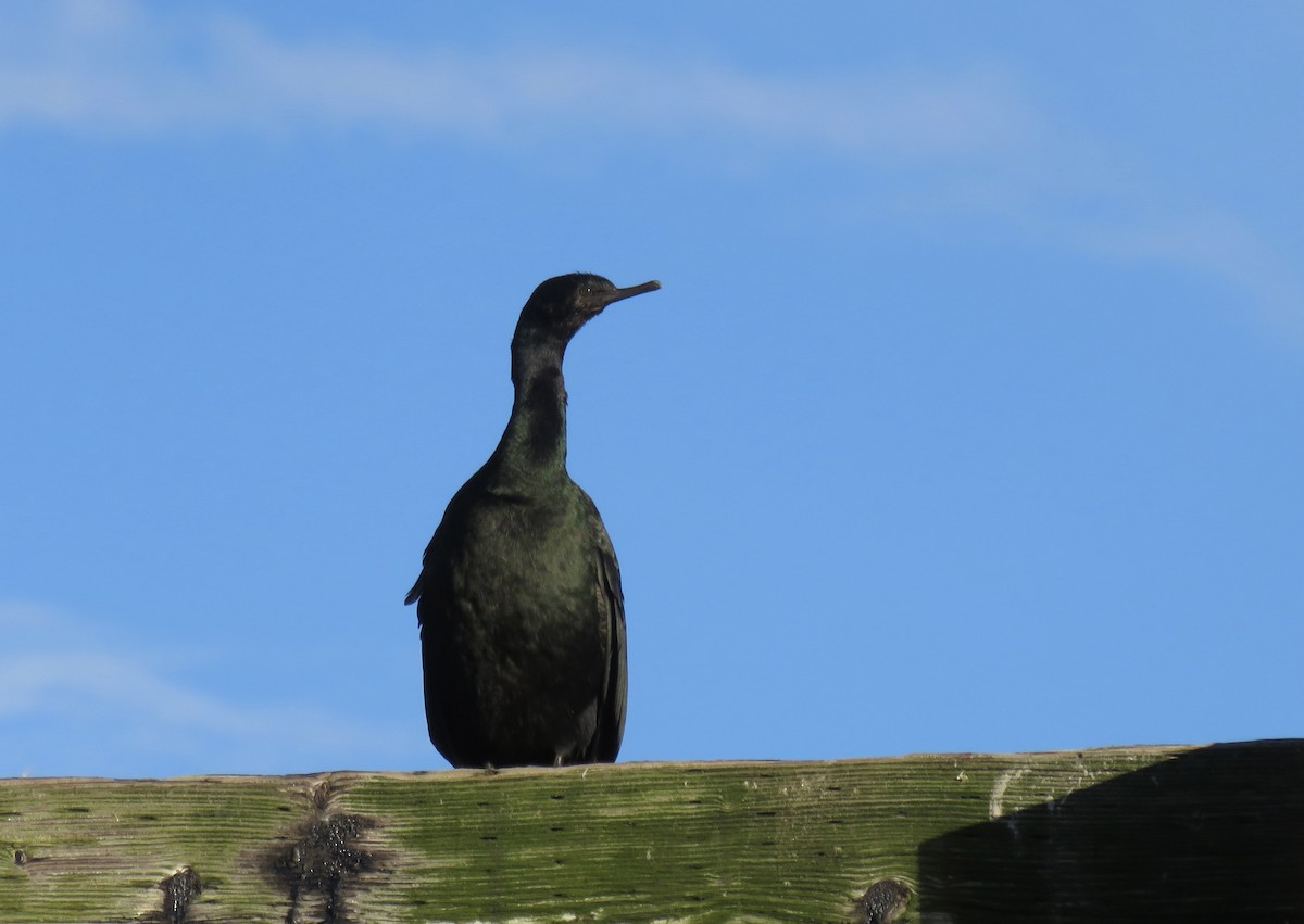 Pelagic Cormorant - Breyden Beeke