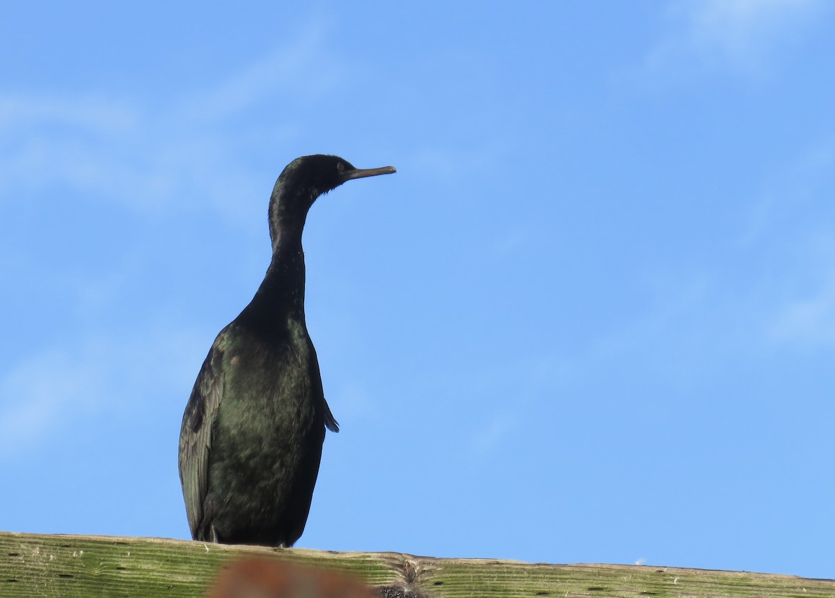 Pelagic Cormorant - Breyden Beeke