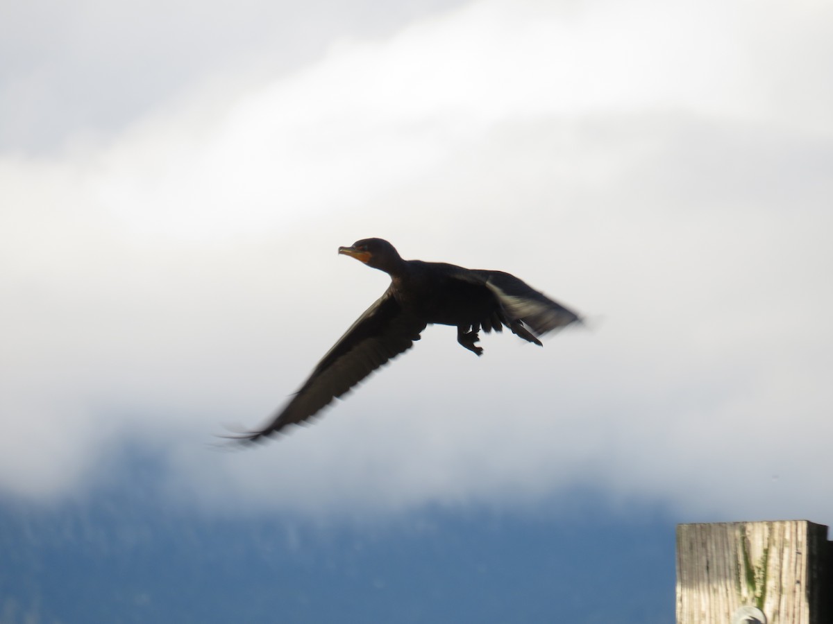 Double-crested Cormorant - Breyden Beeke