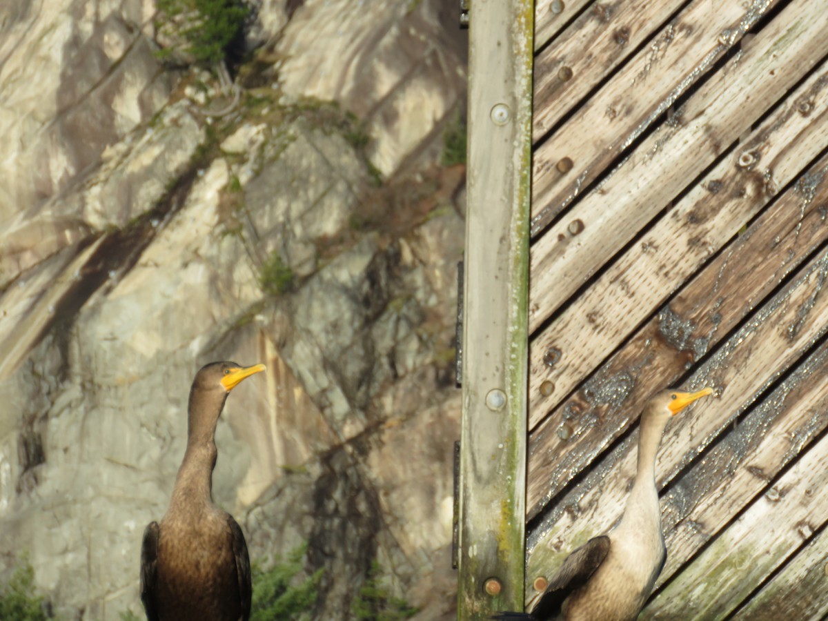 Double-crested Cormorant - Breyden Beeke