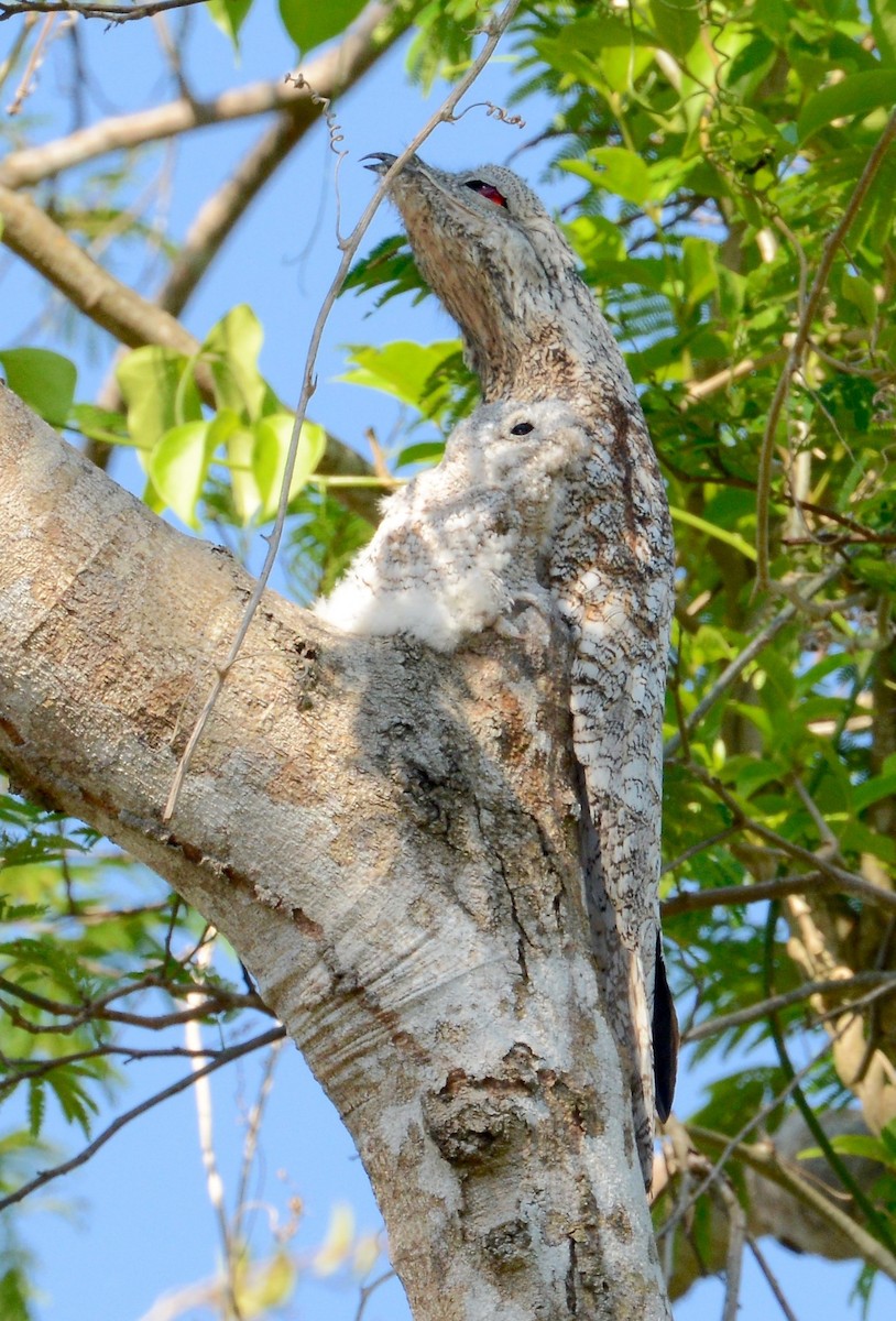 Great Potoo - Neil Wingert