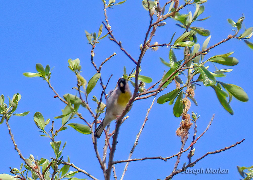 Lawrence's Goldfinch - ML424895961