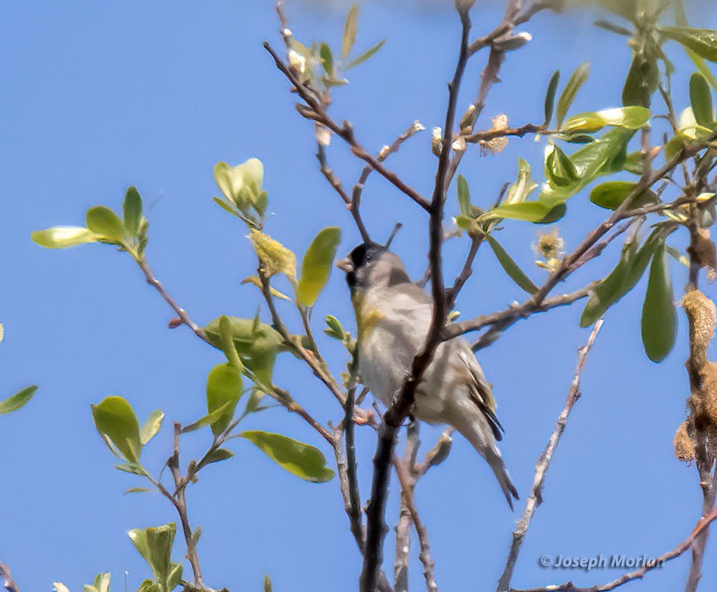 Lawrence's Goldfinch - ML424895971