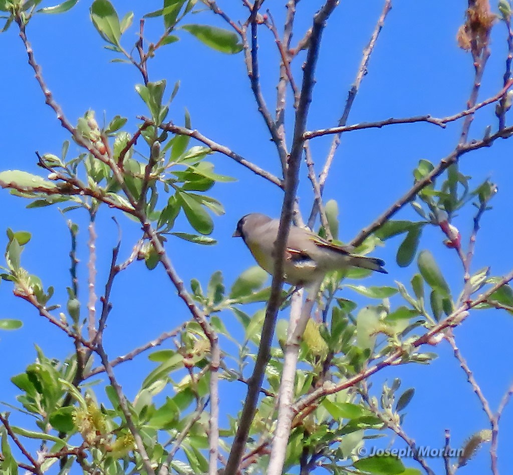 Lawrence's Goldfinch - ML424895981