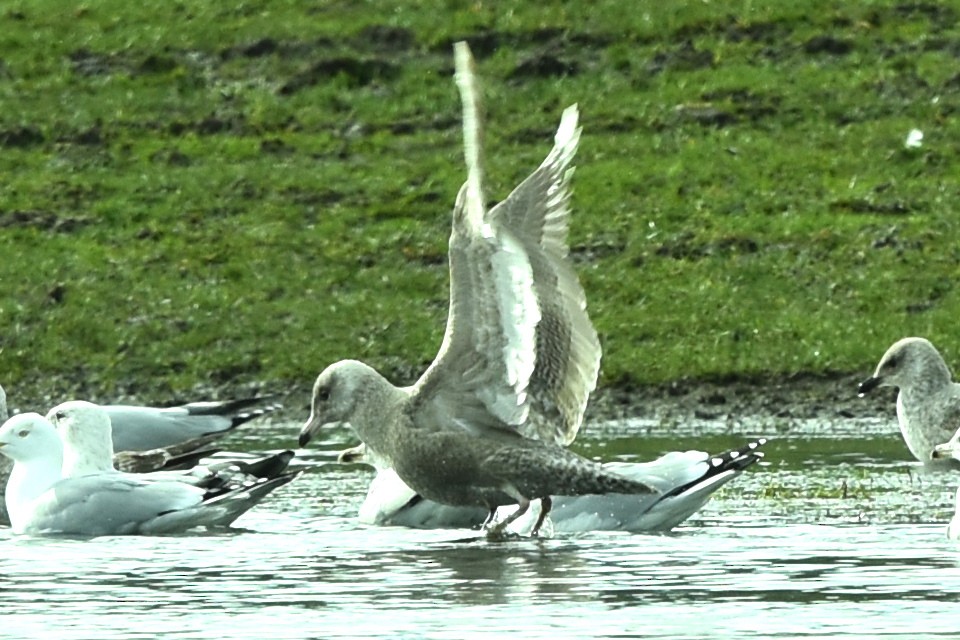 Glaucous Gull - ML424896641