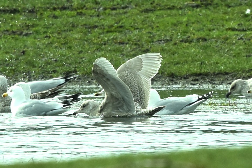 Glaucous Gull - ML424896711