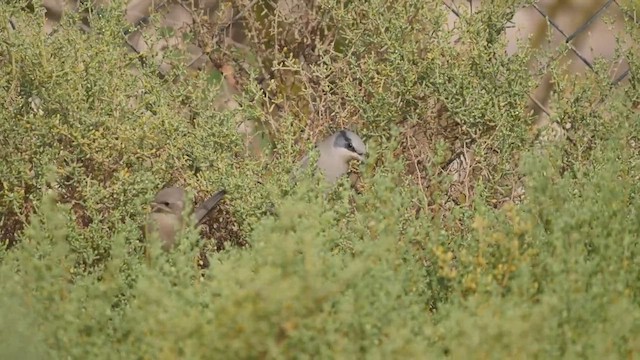 Hypocolius gris - ML424898081