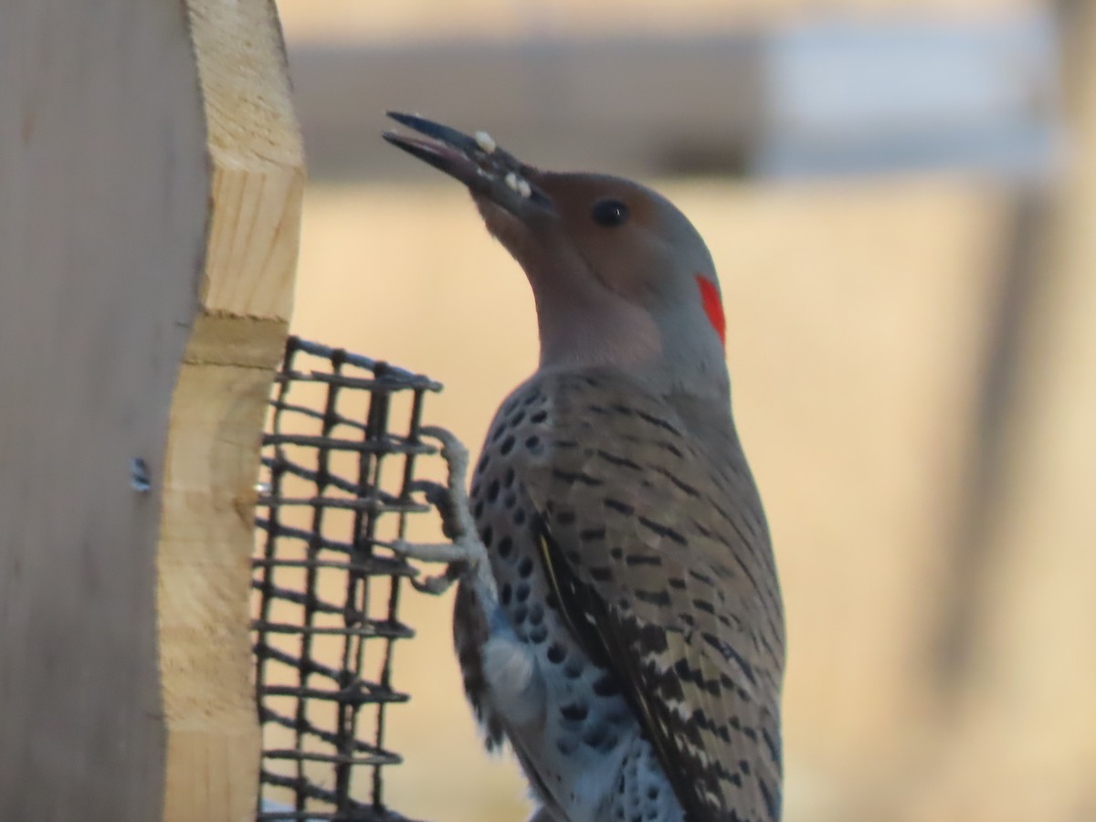 Northern Flicker (Yellow-shafted) - ML424898121