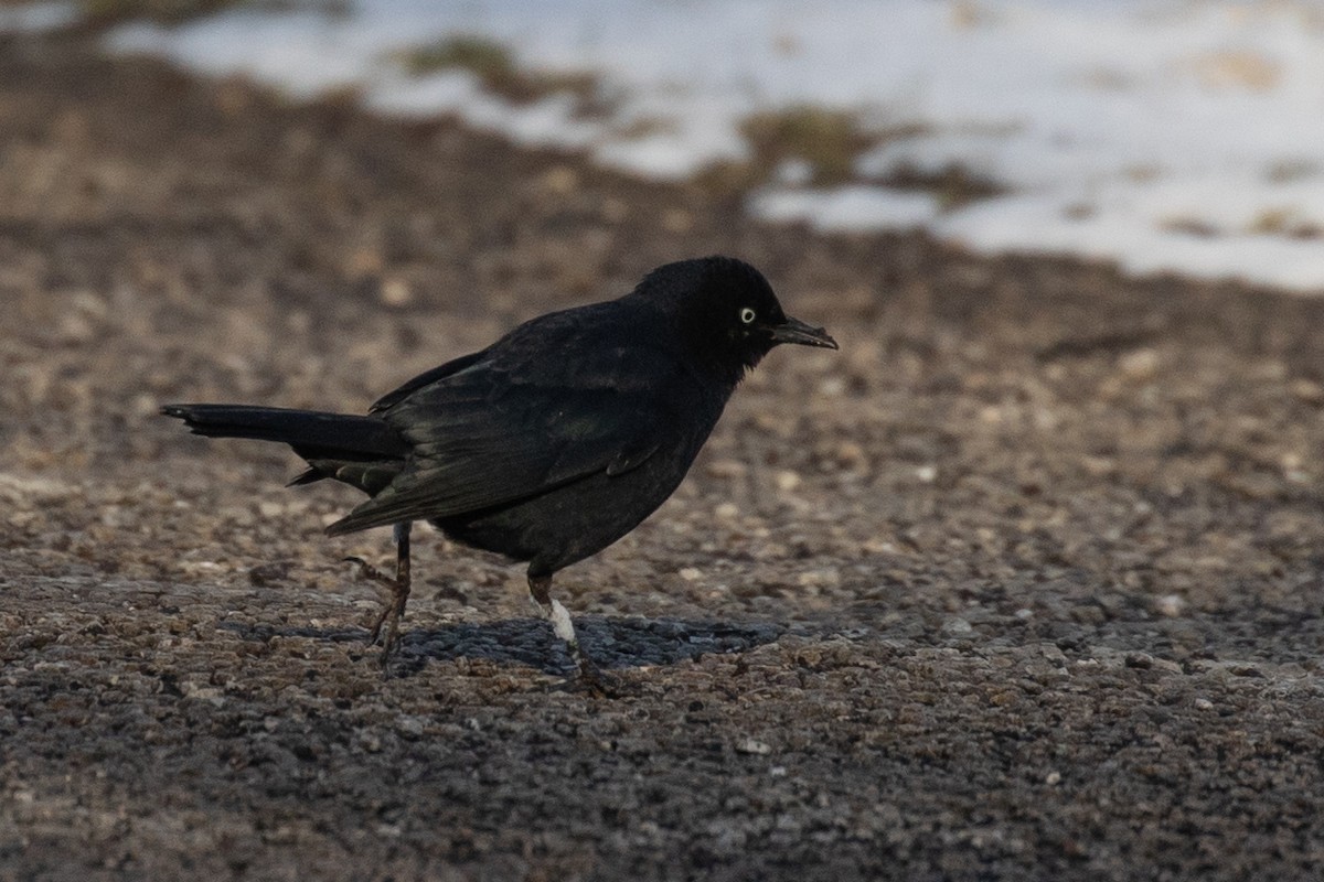 Rusty Blackbird - Chris Caprette