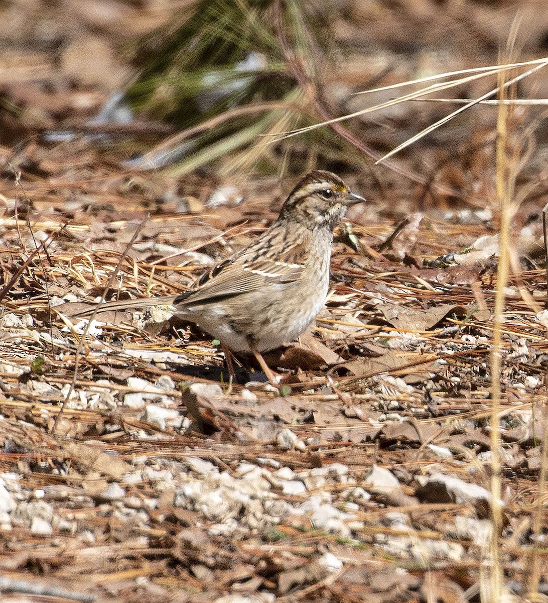 White-throated Sparrow - ML424899181