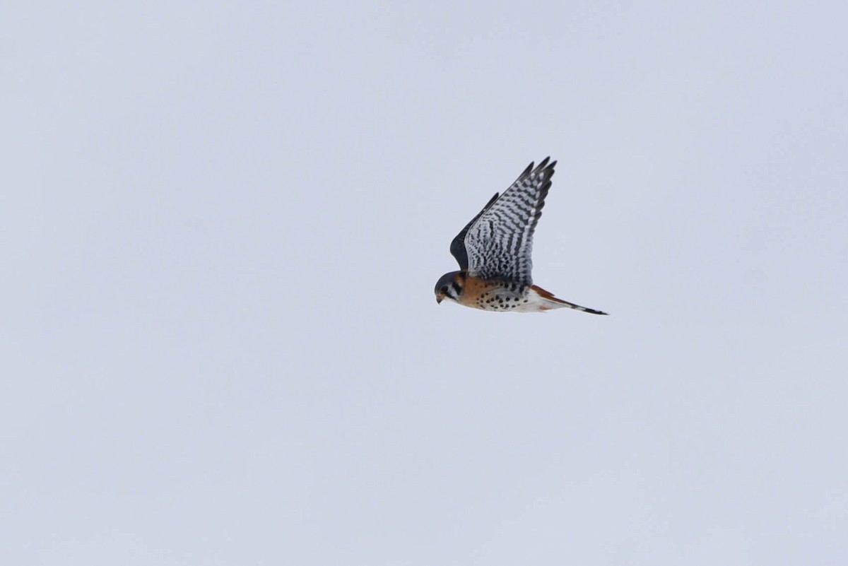 American Kestrel - Andrea Heine