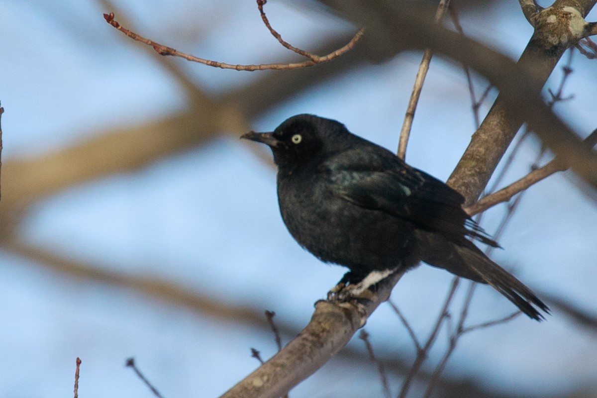 Rusty Blackbird - Chris Caprette