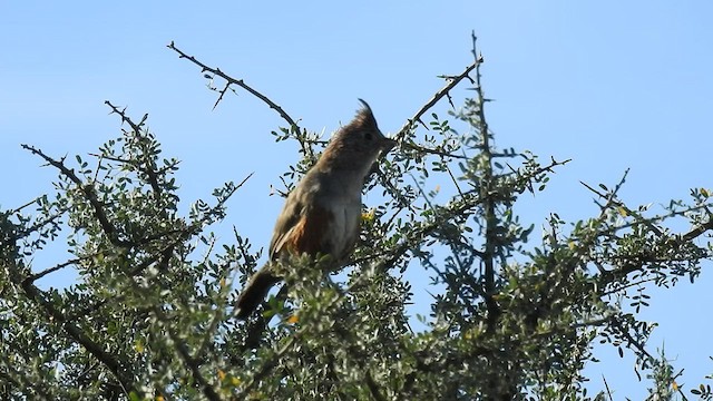 Crested Gallito - ML424899901