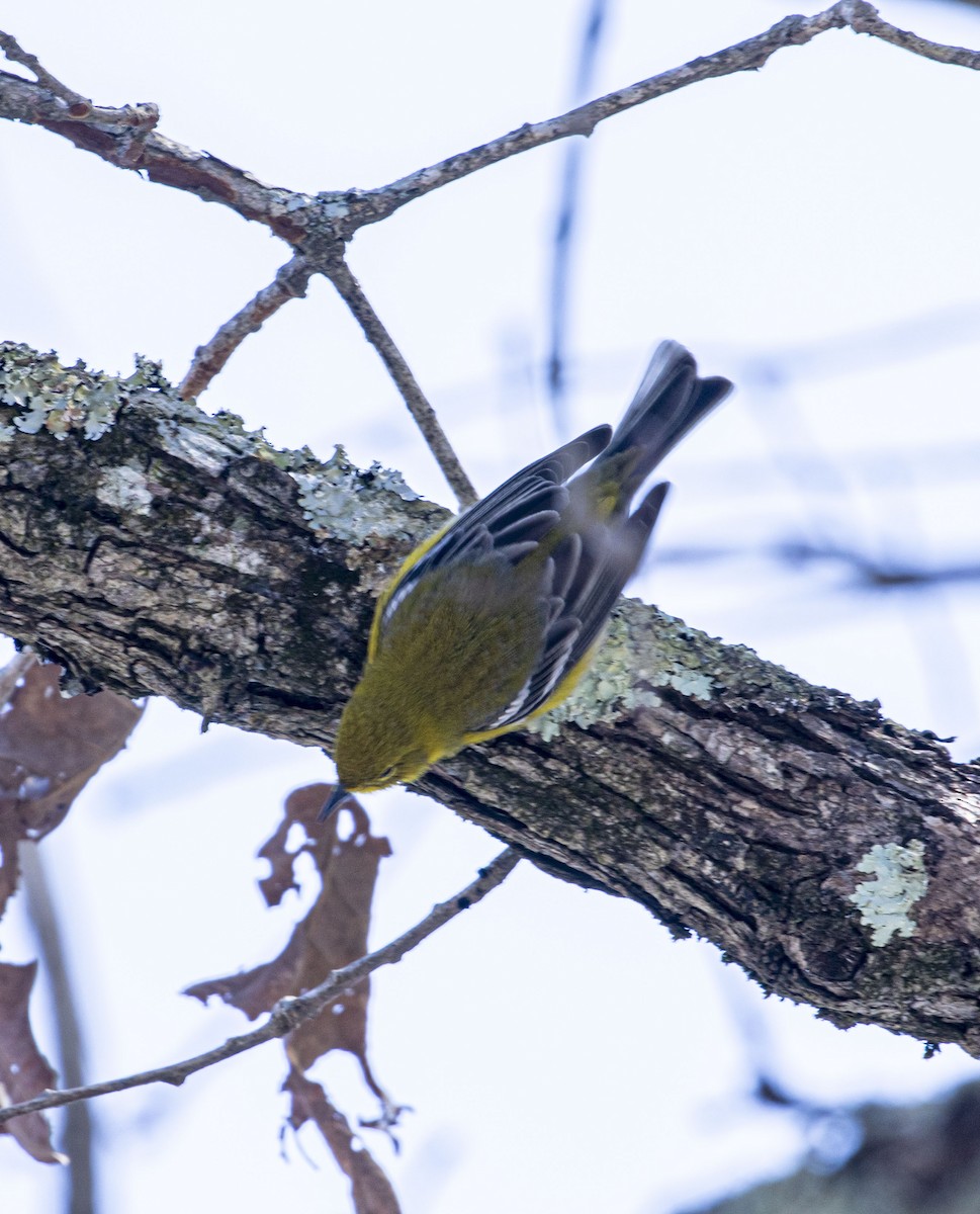 Pine Warbler - Jason Lott