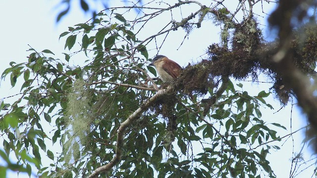 Crested Becard - ML424901341