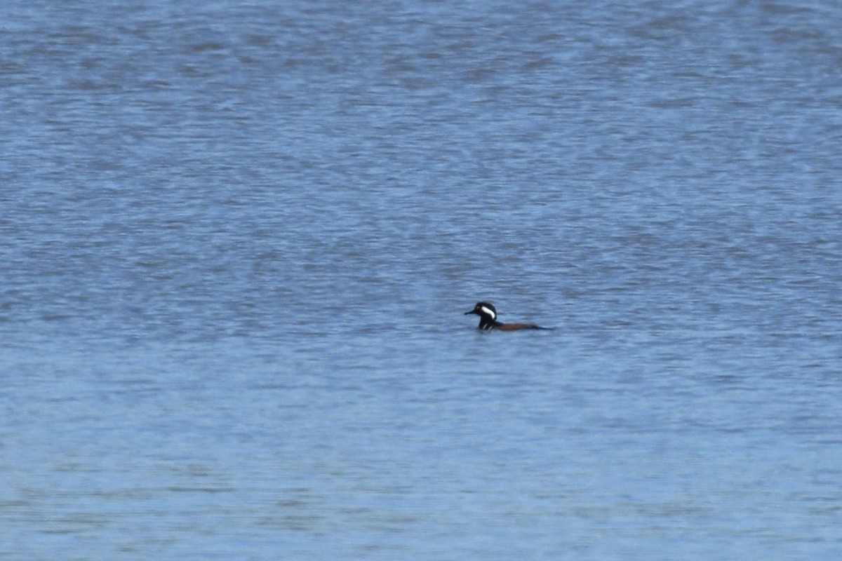 Hooded Merganser - ML424901801