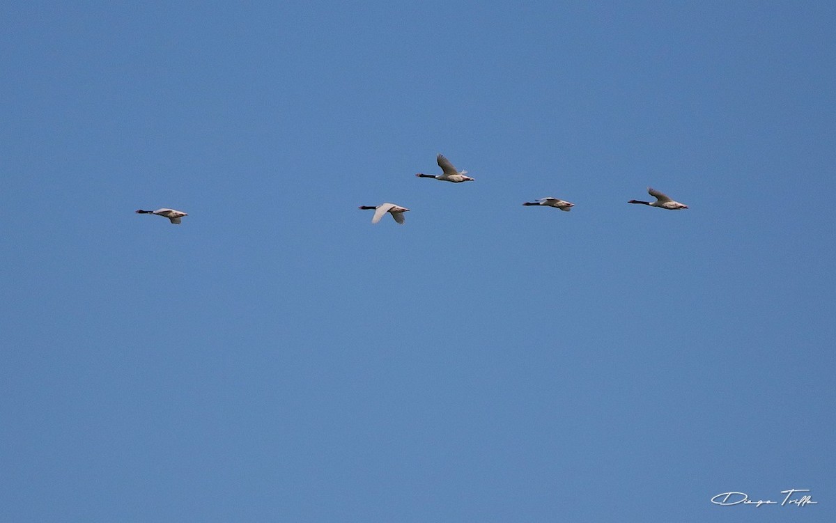 Black-necked Swan - ML424901911