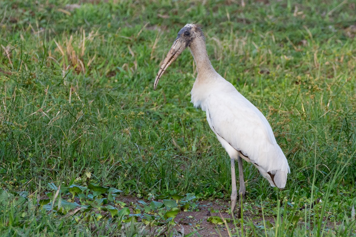 Wood Stork - Juan Miguel Artigas Azas