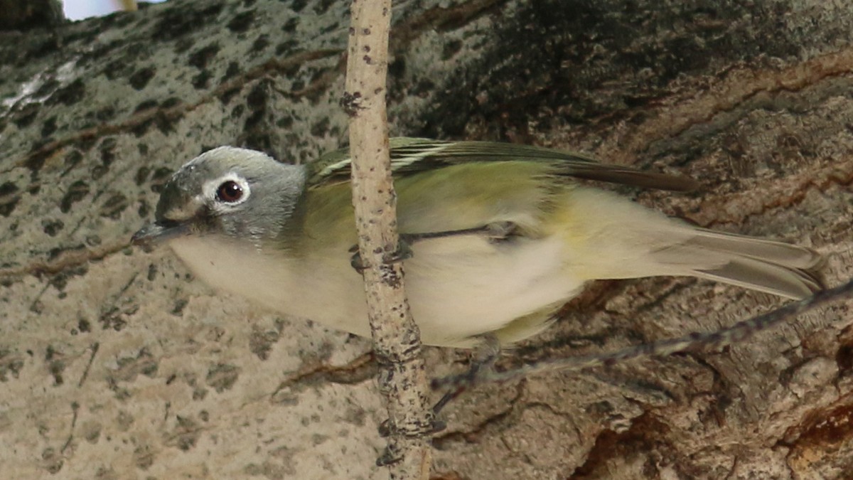 Cassin's Vireo - ML424902091