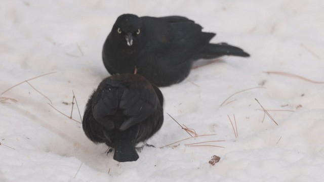 Rusty Blackbird - ML424902281