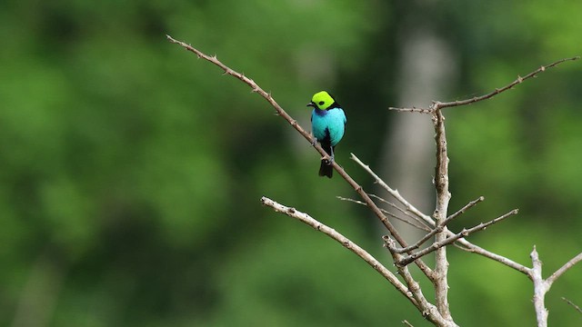 Tangara del Paraíso - ML424902711