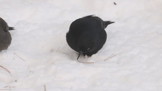 Rusty Blackbird - ML424902961