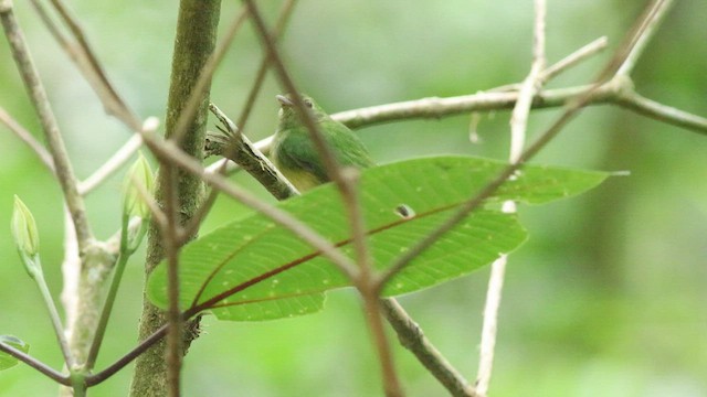 Manakin à tête bleue - ML424904531