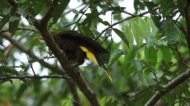 Russet-backed Oropendola - ML424904881