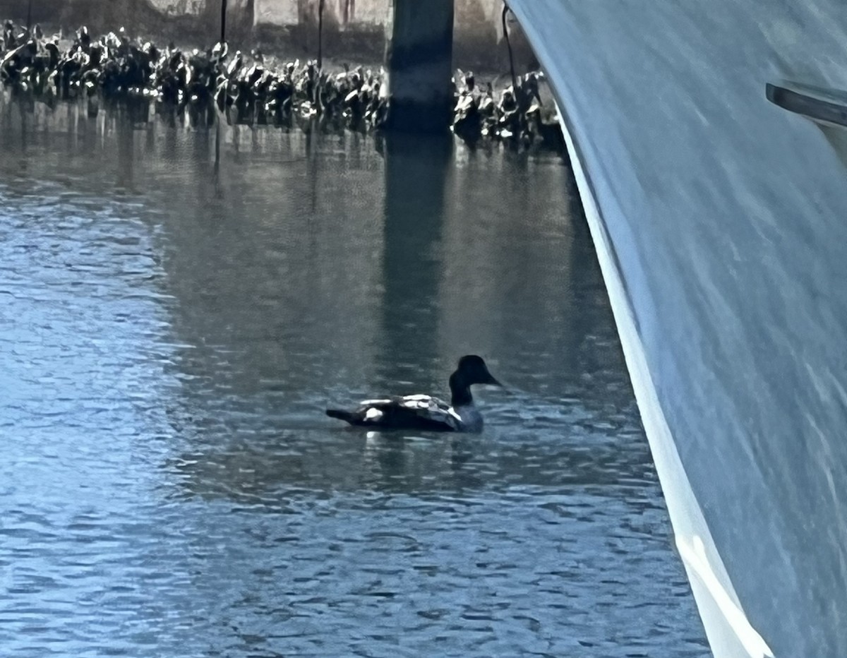 Common Eider - ML424905451