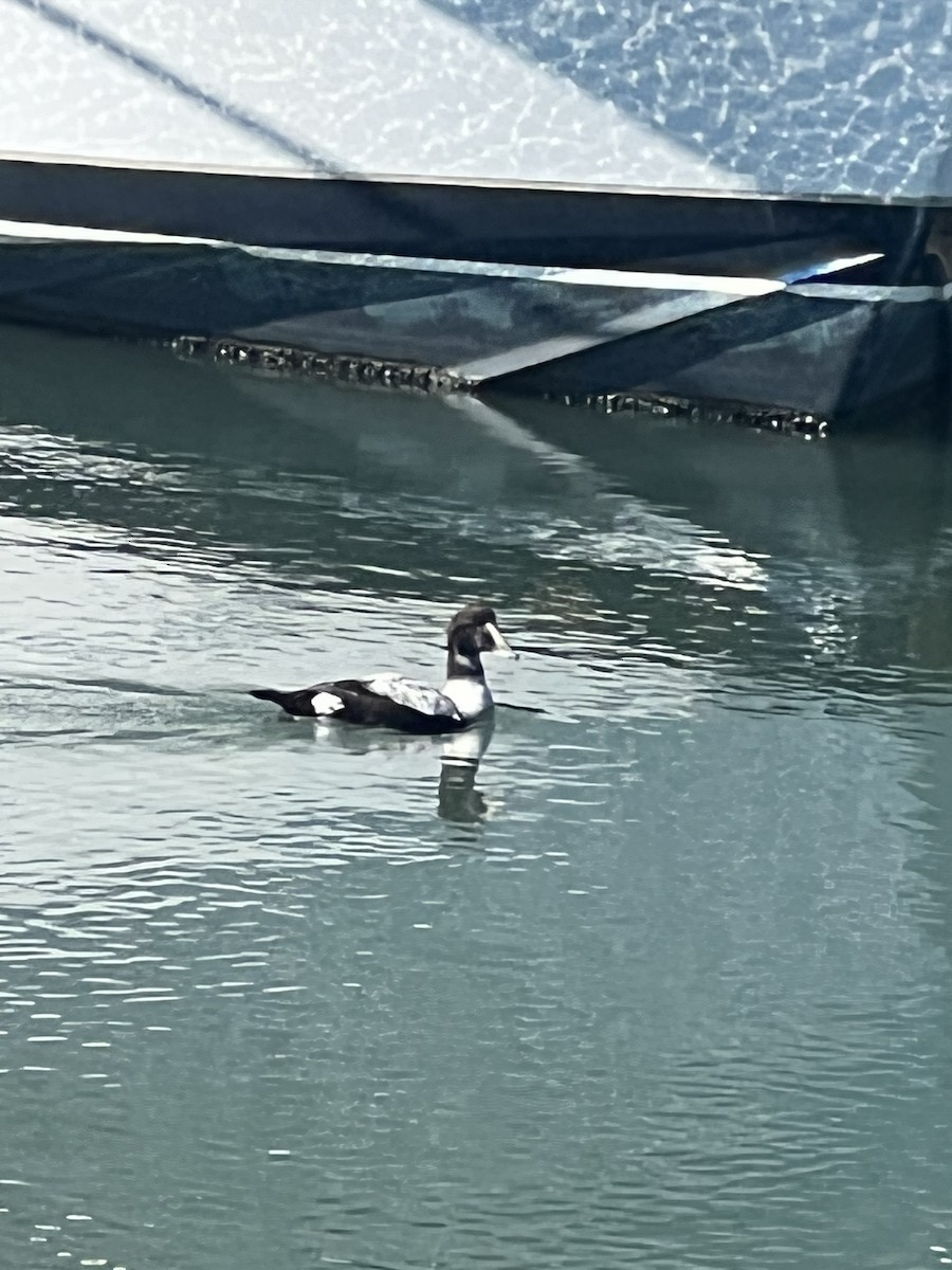 Common Eider - ML424905461