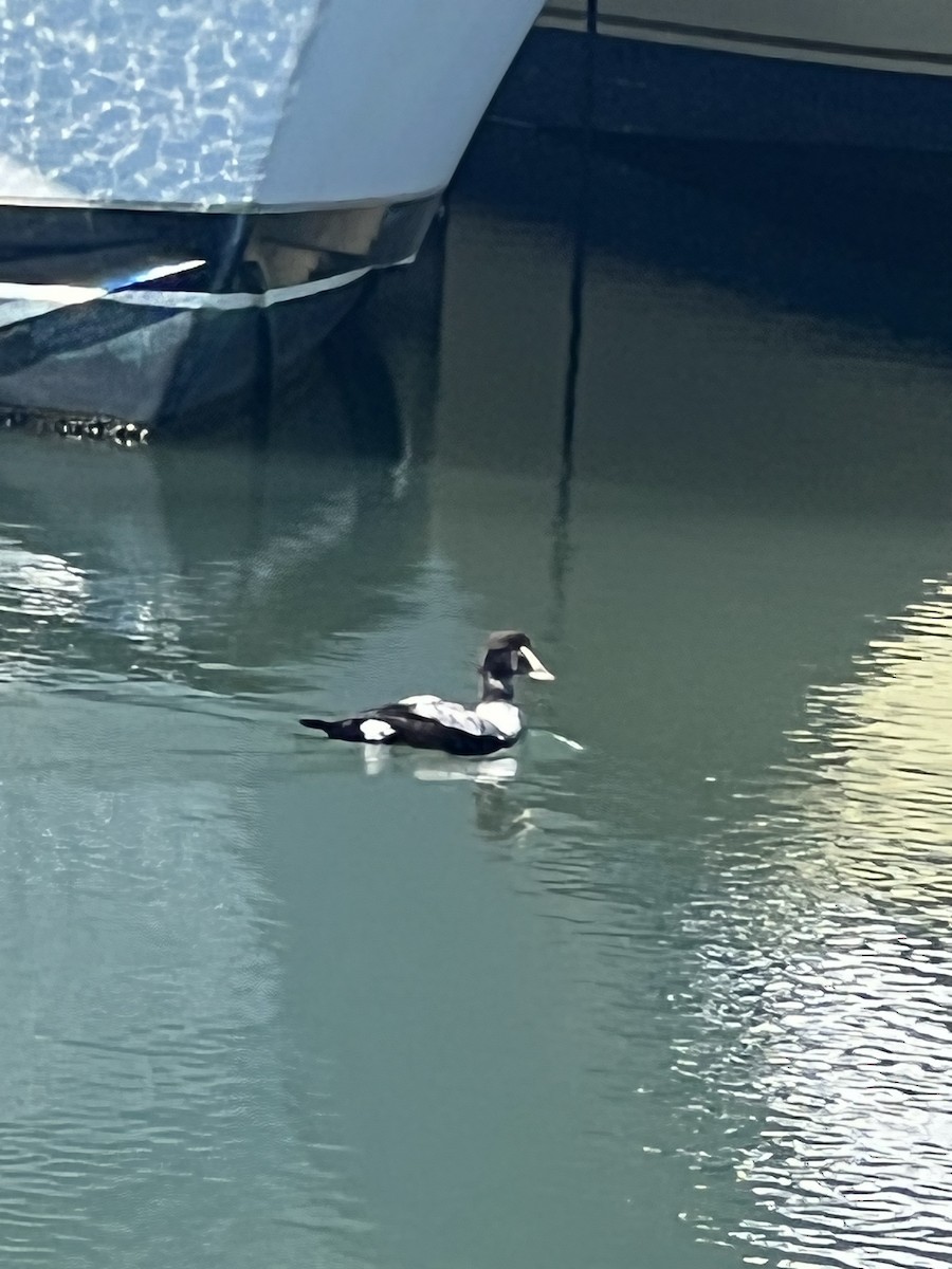 Common Eider - ML424905491