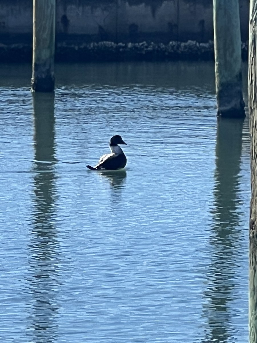 Common Eider - ML424905511