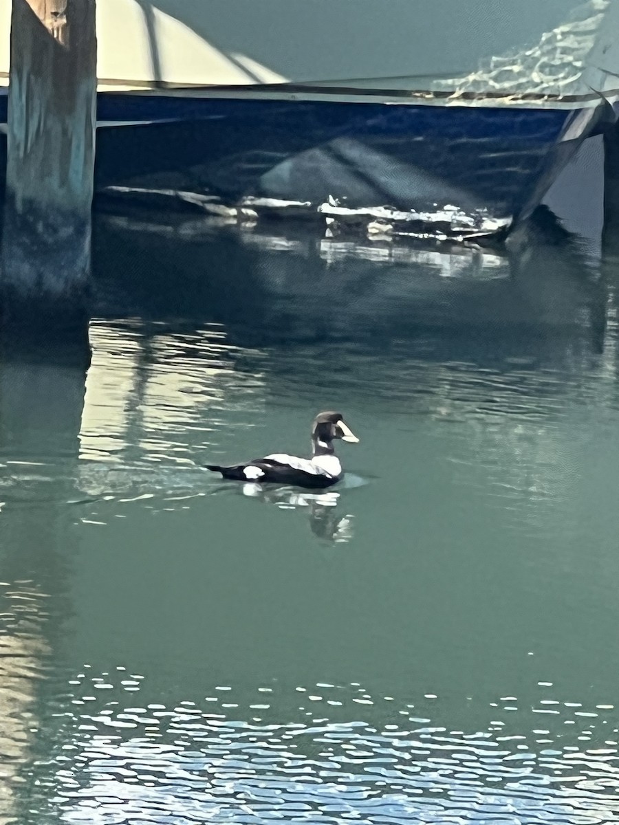 Common Eider - ML424905541