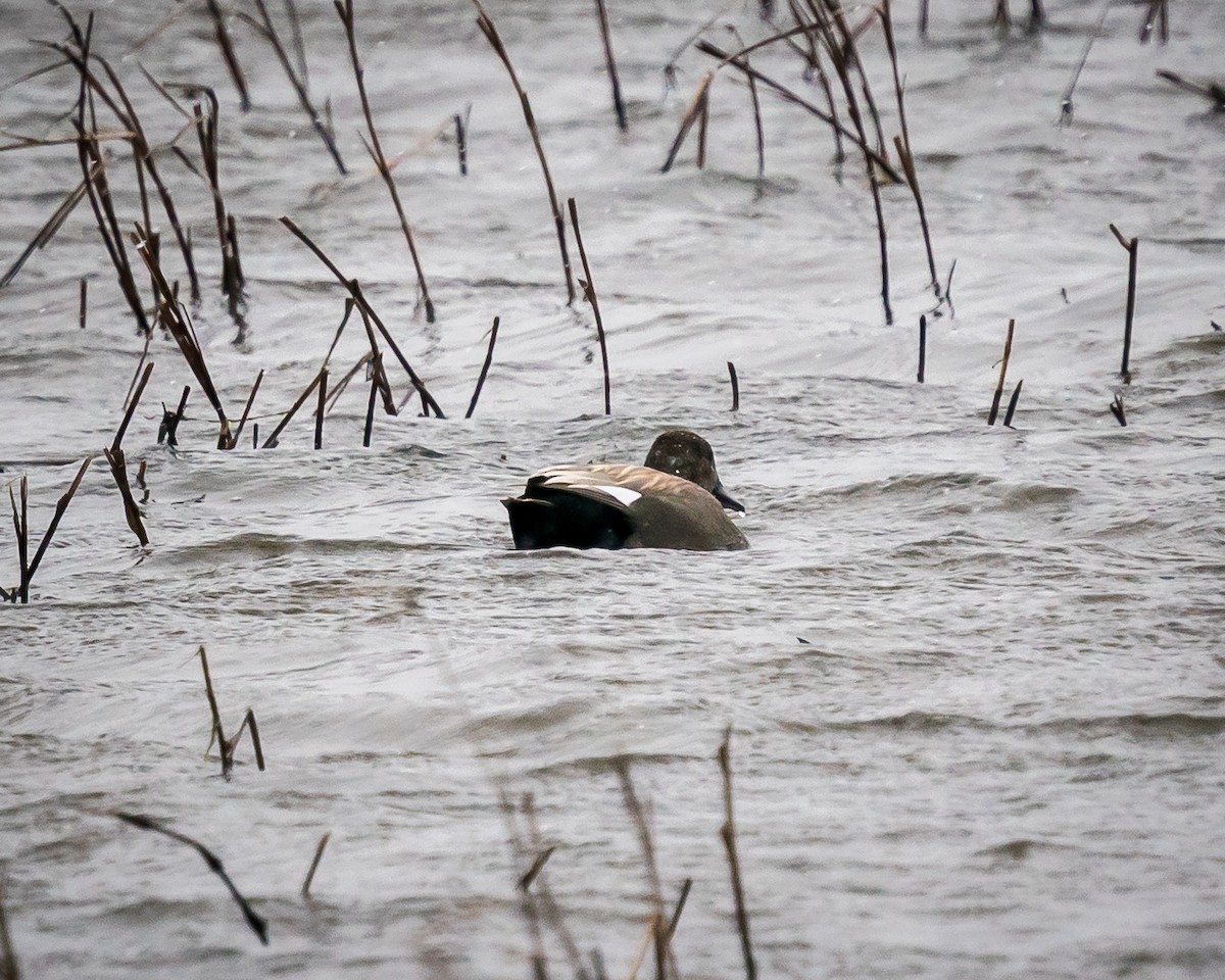 Gadwall - ML424906021