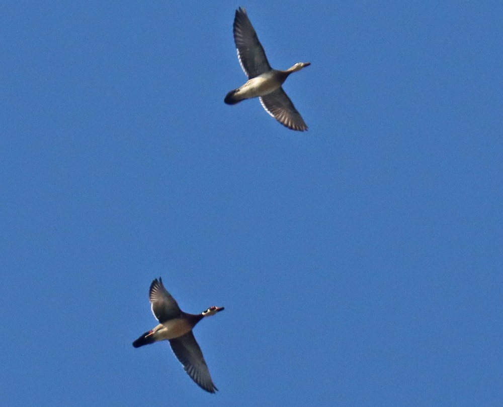 Pato Joyuyo - ML424906091