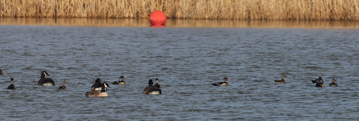 Pato Joyuyo - ML424906111
