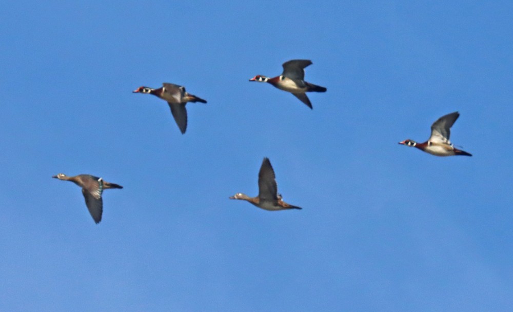 Pato Joyuyo - ML424906121