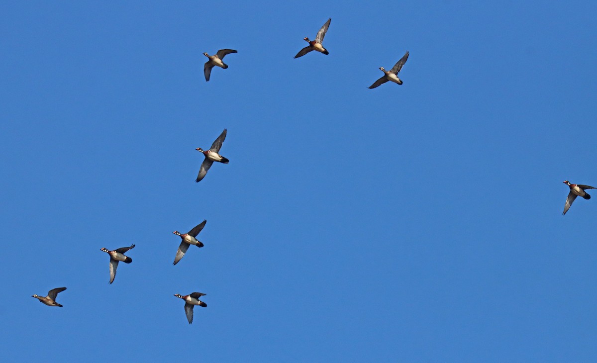 Pato Joyuyo - ML424906131